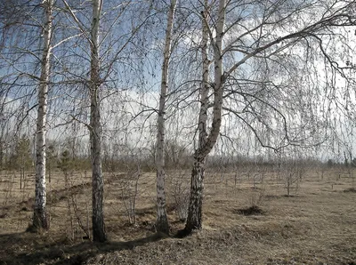 Фото берёзы весной фотографии