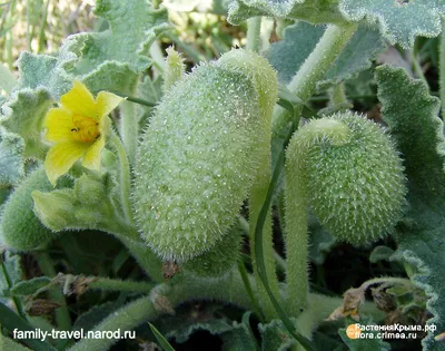 Экбалиум Бешеный огурец (Ecballium Elaterium)