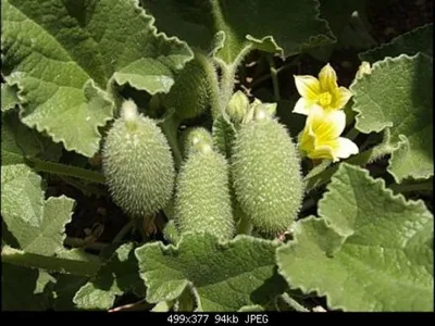 Момордика Бешеный огурец 5 шт Gl Seeds (ID#544618284), цена: 19.50 ₴,  купить на Prom.ua