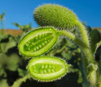 Момордика \"бешеный огурец\" экзот, GL SEEDS купить в Украине - цена, фото,  отзывы | Agrolife