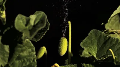 Бешеный огурец :: дмитрий мякин – Социальная сеть ФотоКто