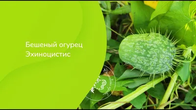 Бешеный огурец обыкновенный (Ecballium elaterium (L.) A.Rich.)