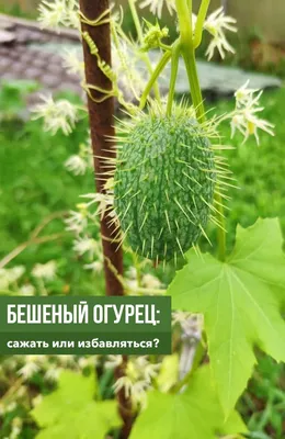 Бешеный огурец: сажать или избавляться? | Дизайн участка (Огород.ru)