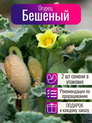 Огурцы начали дешеветь после бешеного роста цен в Волгограде