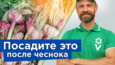 Что посадить на грядках после лука и чеснока для щедрого урожая