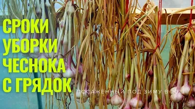 Как понять, что чеснок созрел и его надо выкапывать - признаки - термины -  Lifestyle 24