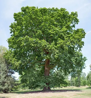 Дуб обыкновенный Quercus robur - купить декоративные и хвойные растения с  доставкой по Украине в магазине Добродар