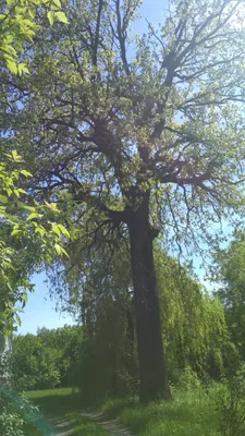 Аренда дерева \"Дуб\" 2 м.