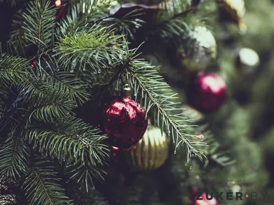 Пихта, елка или ель. Какое дерево лучше выбрать на Новый год и как  правильно это сделать | Ямал-Медиа