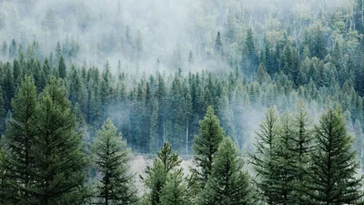 Живая новогодняя сосна оптом, Новогодние елки оптом. | Живые Новогодние  сосны оптом елки