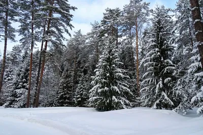 Вопросы читаталей: чем отличается ель от сосны, а сосна от пихты? | myDecor