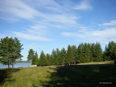 Ель 🌲 Сосна Фонтан - премиум 7 темная , литая без пвх 100% PE .Размеры елки  🌲 190см -670 руб 🌲 220 см - 720 руб 🌲 250 см - 830 руб | Instagram