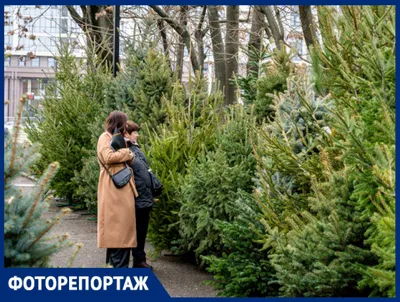 Новости питомника: Ваши любимые ели и сосны в продаже