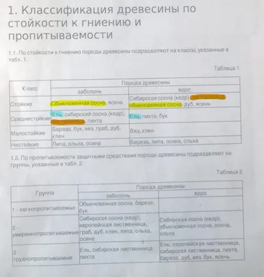 Курянам предложат новогодние ели и сосны из местных питомников