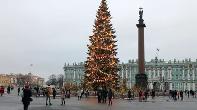 Названа дата установки новогодней елки на Дворцовой площади | Sobaka.ru