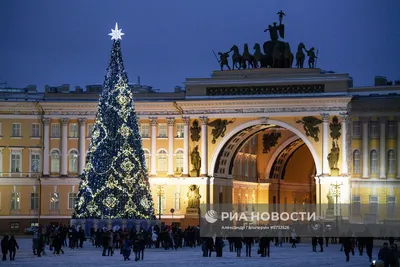 Лес не обеднеет!\": В Петербурге решили, какую ель поставить на Дворцовой  площади за 10 миллионов