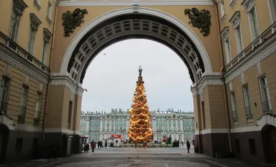 Эксперт рассказал, как выбирают елку для Дворцовой площади