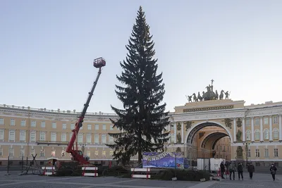 Где установлены елки в Петербурге? Где будет главная елка?