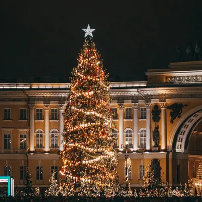 На Дворцовой площади установили живую новогоднюю ель – Коммерсантъ  Санкт-Петербург