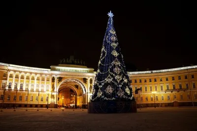 Ёлочная композиция из 74 деревьев появится на Дворцовой площади перед Новым  годом