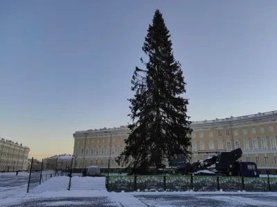 На Дворцовой площади зажглись огни главной новогодней ёлки Петербурга |  Телеканал Санкт-Петербург