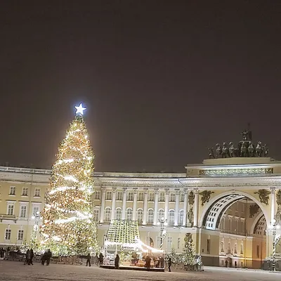 23-метровую живую ель установят на Дворцовой площади к Новому году - KP.RU