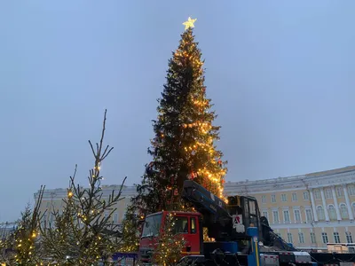 Главная новогодняя елка на Дворцовой площади в Санкт-Петербурге зажгла свои  огни - Лента новостей Бердянска