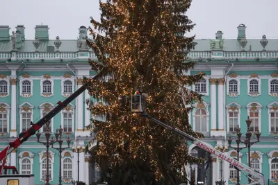 Главные новогодние ёлки Санкт-Петербурга | Дневник отдыхающей | Дзен