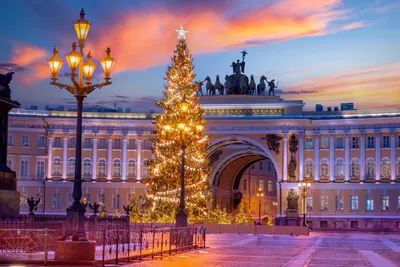 Какой год, такая елка»: жителей Петербурга рассмешило лысое дерево на  Дворцовой за 10 млн рублей