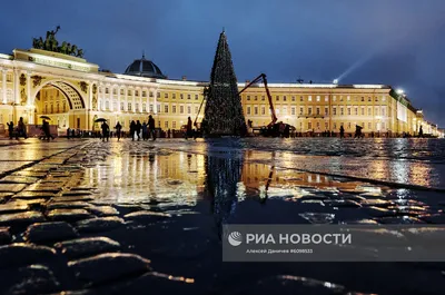 На Дворцовой площади появится живая ель