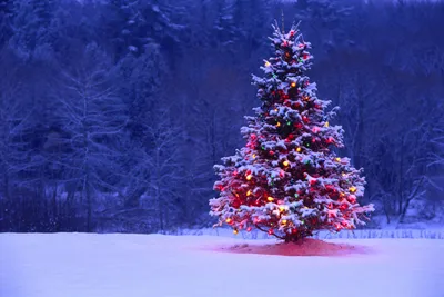 Обои огни, снег, елка, подсветка, lights для рабочего стола #6116