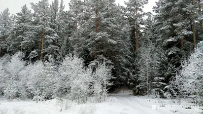 Фото Нарядная новогодняя елка стоит в зимнем лесу, на фоне ночного неба с  падающей звездой