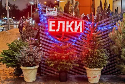 В Москве откроют экспозицию «Елки России». Оренбургскую уже установили |  30.11.2023 | Новости Оренбурга - БезФормата