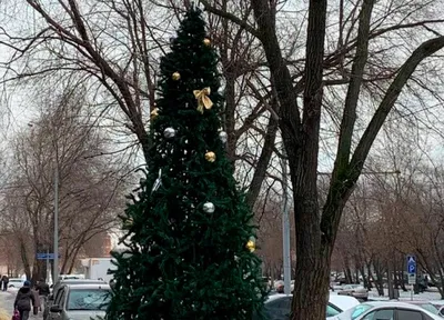 Лучшие новогодние елки Москвы