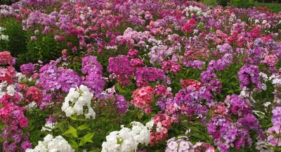Цветение коллекции флоксов | Центральный ботанический сад