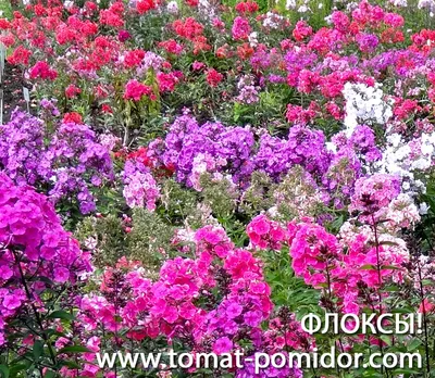 Флоксы: подбираем сорта для непрерывного цветения | Интернет-магазин  садовых растений