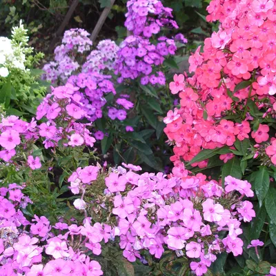 Сезон цветения флоксов в учебно-опытном саду СПбГАУ