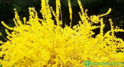 Форзиция промежуточная Lynwood - Форзиция - GardenPlants