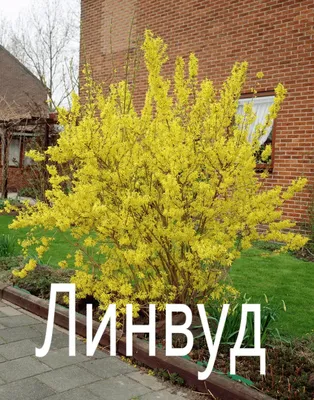 Форзиция Сourtasol (Кортасол) купить выгодно✵Сады-Эдема.рф – интернет  магазин растений для сада
