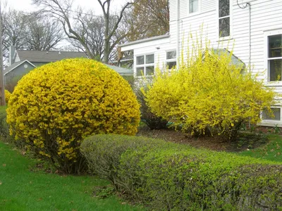 Купить Форзиция ЛинвудForsythia Linwood - в питомнике Флорини