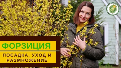 Форзиция промежуточная (средняя) 'Голдрауш' купить по цене 2.950,00 руб. в  Москве в садовом центре Южный