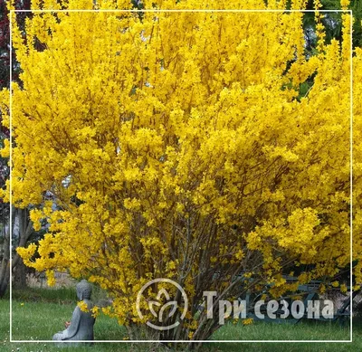 Форзиция (45-55 см.) – Купить в Хабаровске – Доставка по РФ
