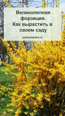 Форзиция промежуточная \"Flojor\" (Фложор): купить саженцы в Москве -  Ромашкино Парк