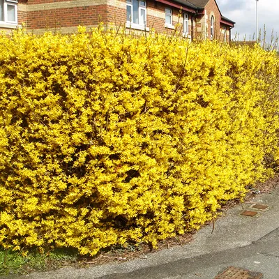 Spectabilis