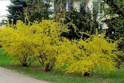 Купить саженцы Форзиция средняя, Forsythia x intermedia 'Lynwood', 180 см  от питомника растений Хмелева. Звоните +380 (67) 653-42-04 доставим по всей  Украине.