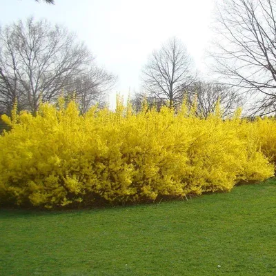 Форзиция промежуточная ( Forsythia x intermedia Zabel) - «Весенний  солнечный кустик, цветет очень рано и радует взгляд. Поделюсь своим опытом  и расскажу о своих ошибках.» | отзывы