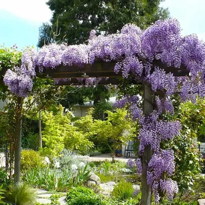 Глициния (Wisteria). Описание, выращивание, посадка и уход | flokus.ru -  ландшафтный дизайн