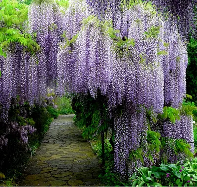 Глицинии в Никитском ботаническом саду. Wisteria floribund… | Flickr