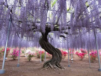 Глициния (Wisteria). Описание, выращивание, посадка и уход | flokus.ru -  ландшафтный дизайн