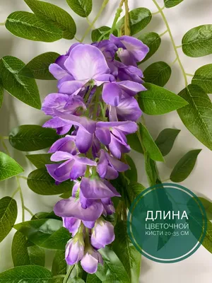 Купить лиану глицинию китайскую недорого в питомнике Заказ В Сад